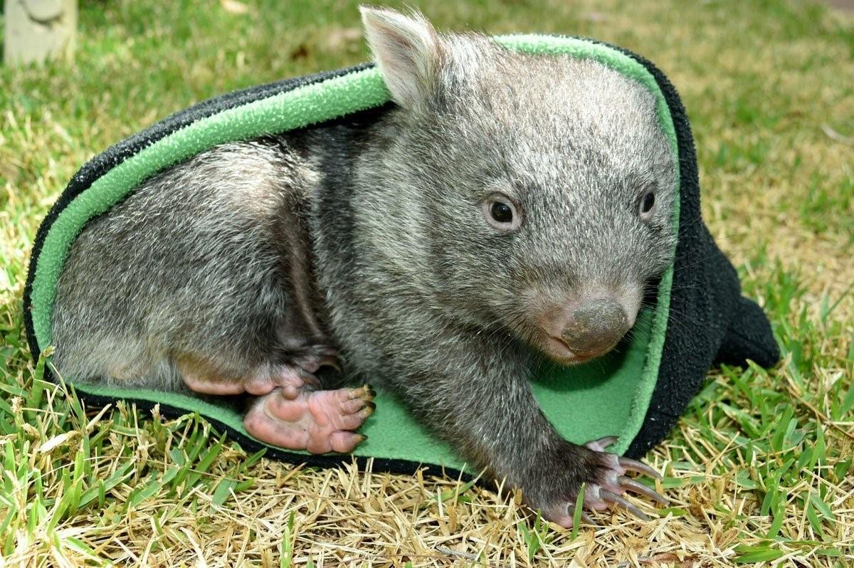 Wombat перевод. Вомбат в Австралии. Австралийский хомяк вомбат. Крошка вомбат. Эндемики Австралии вомбат.