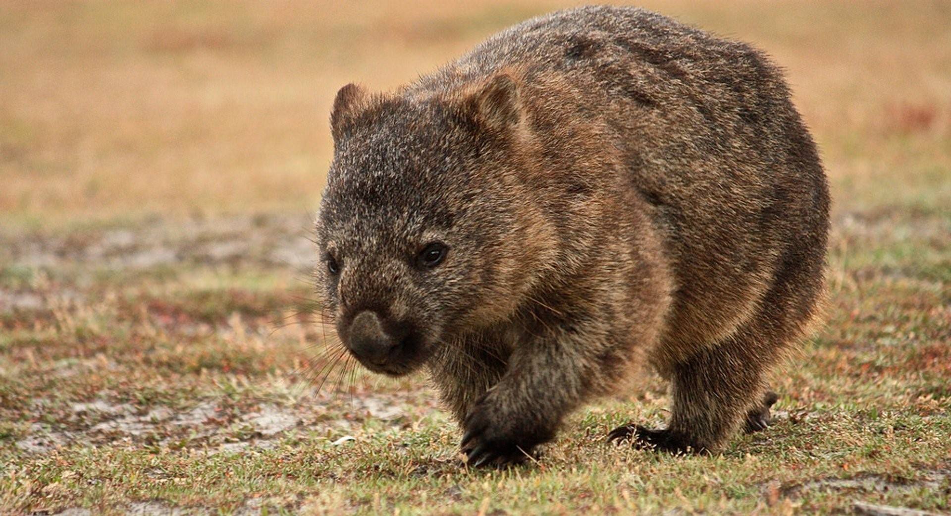 Wombat перевод. Животные Австралии вомбат. Шерстоносый вомбат. Короткошёрстный вомбат. Северный шерстоносый вомбат.