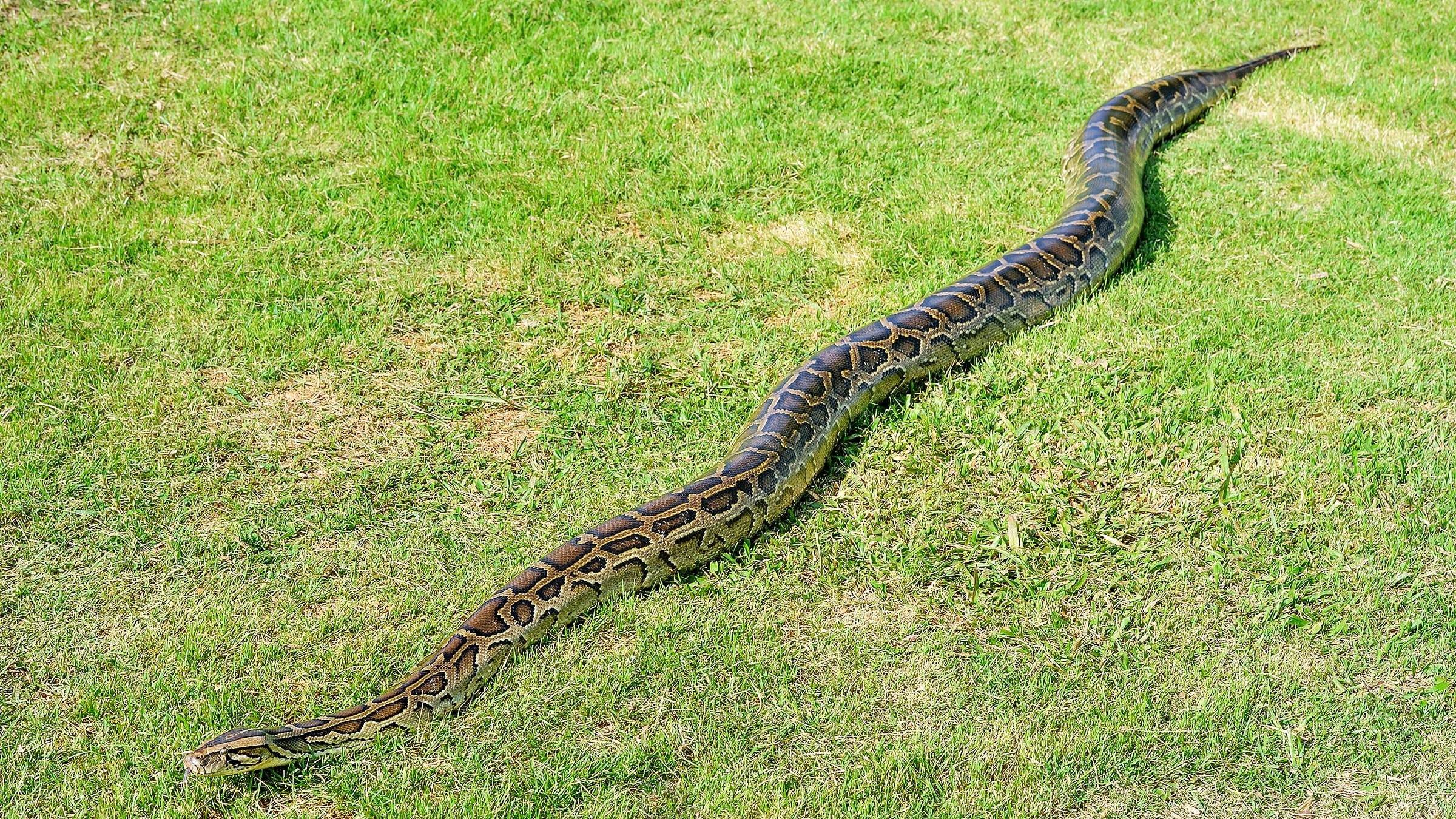 Удав фото змеи самой большой