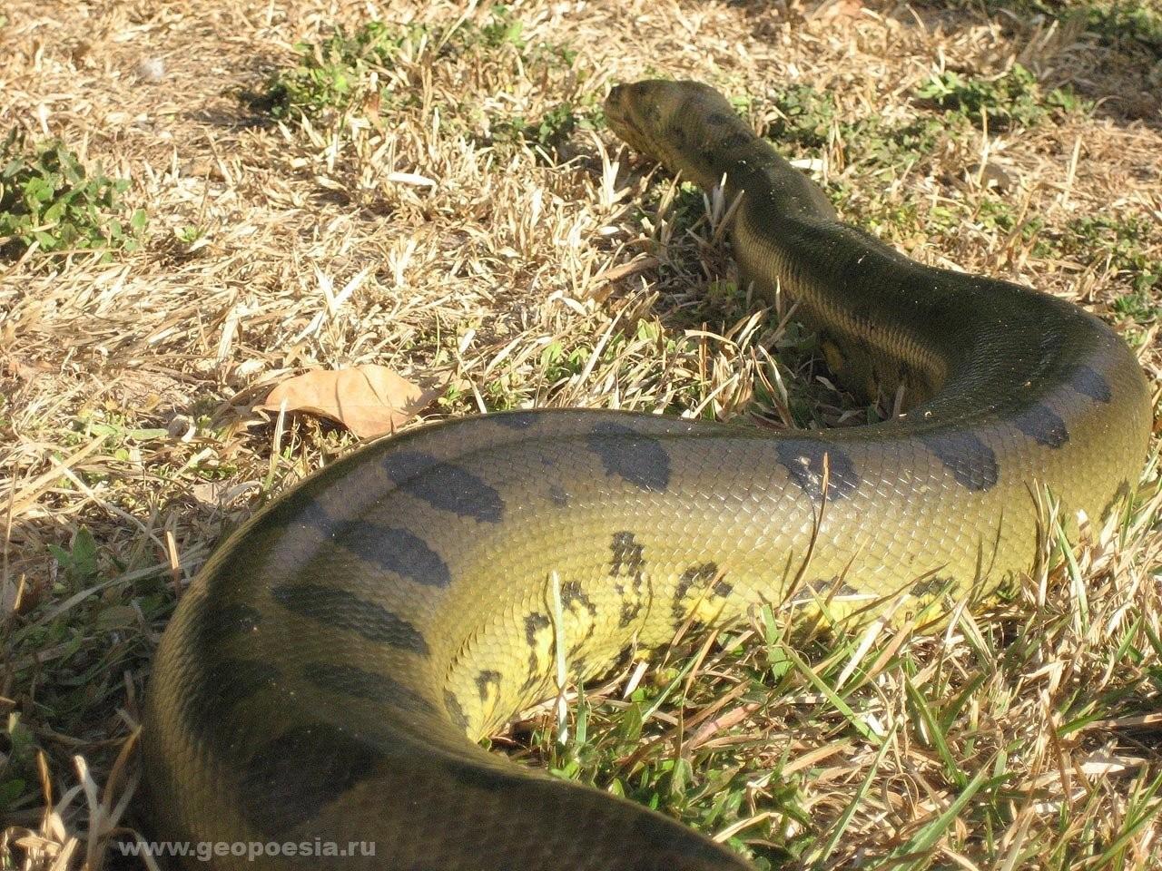 Самый большой змей в мире фото. Анаконда змея. Водяной удав Анаконда. Змея Анаконда гигантская. Гигантская Анаконда (eunectes murinus).