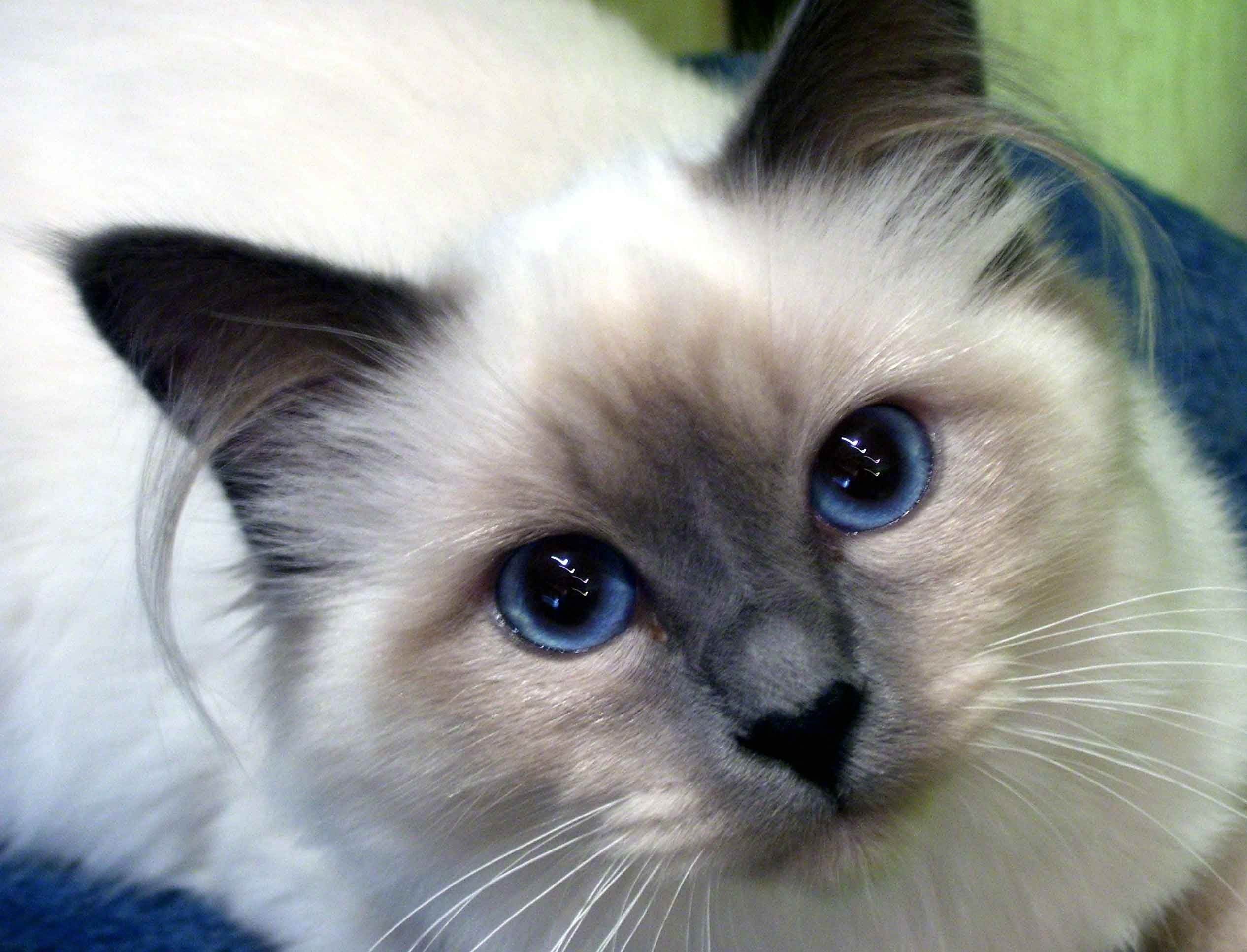 Фото сиамских котят с голубыми глазами