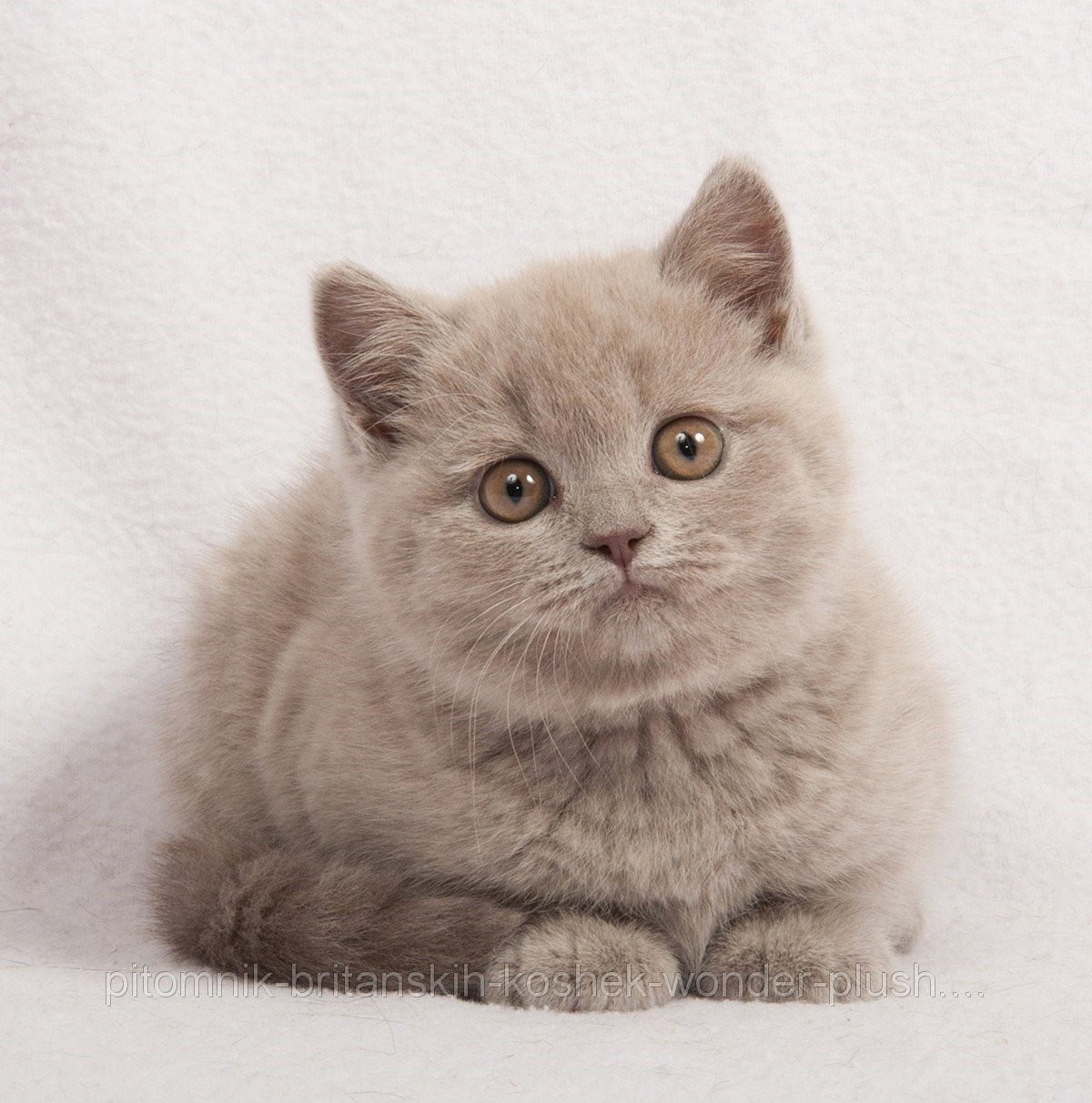 Купить котенка в спб британский. Лиловые британские котята. Лиловый кот британец. Лиловый британец котенок. Британская короткошёрстная кошка лиловая.