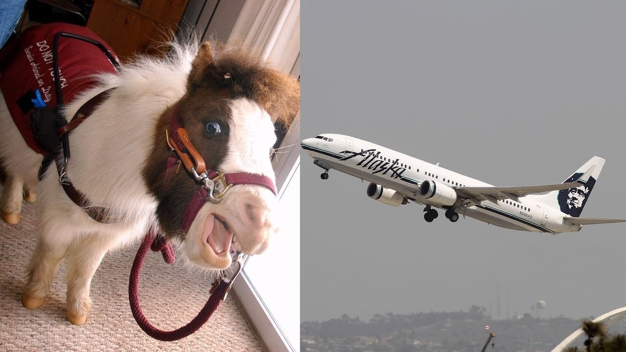 Лошадка самолеты. Конь в самолете. Животные в самолете. Лошадка на самолете. Собака в самолете.