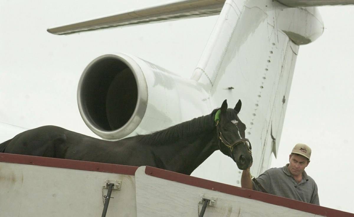 Лошадка самолеты. Конь в самолете. Перевозка лошадей в самолете. Транспортировка лошадей самолетом. Лошадь на корабле.