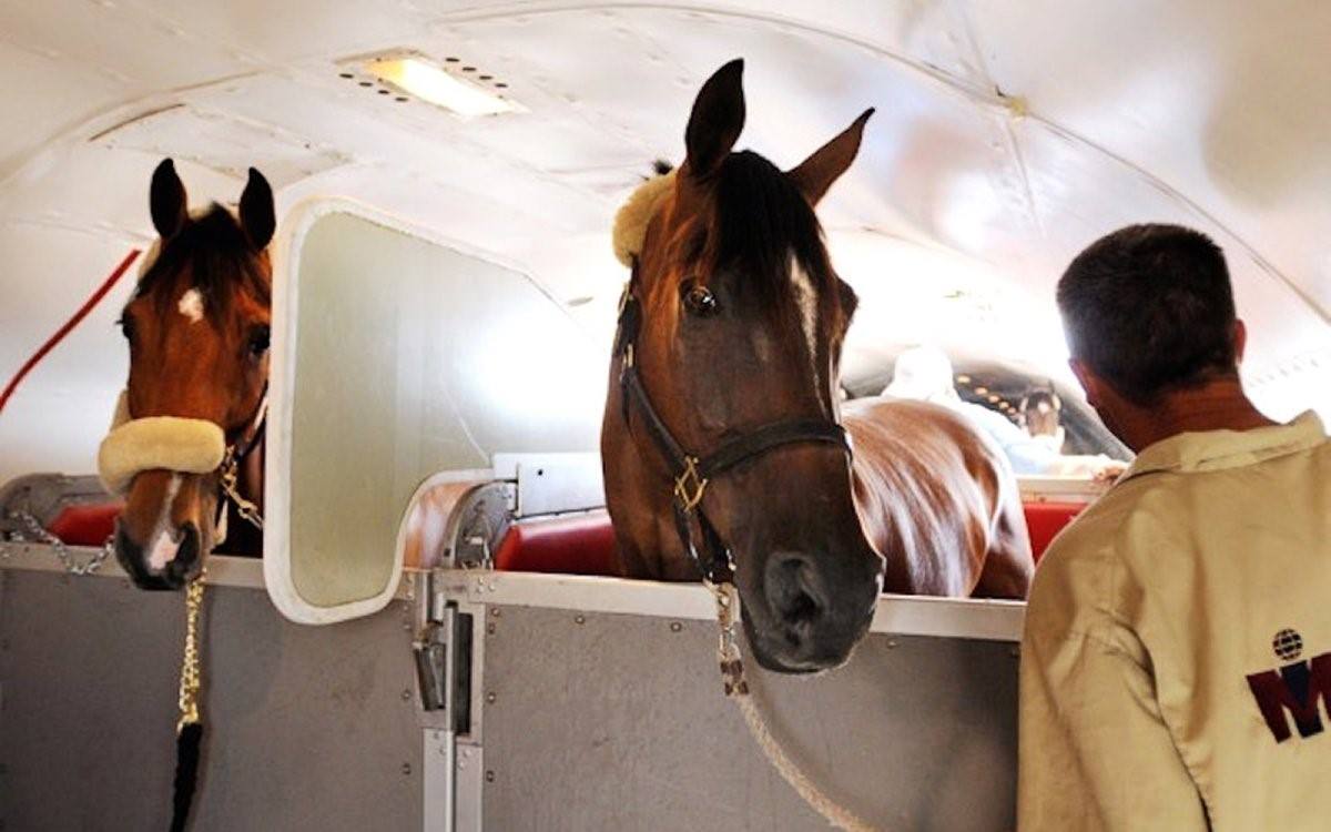 Лошадка самолеты. Перевозка лошадей. Конь в самолете. Авиаперевозка лошадей. Перевозка лошадей в самолете.