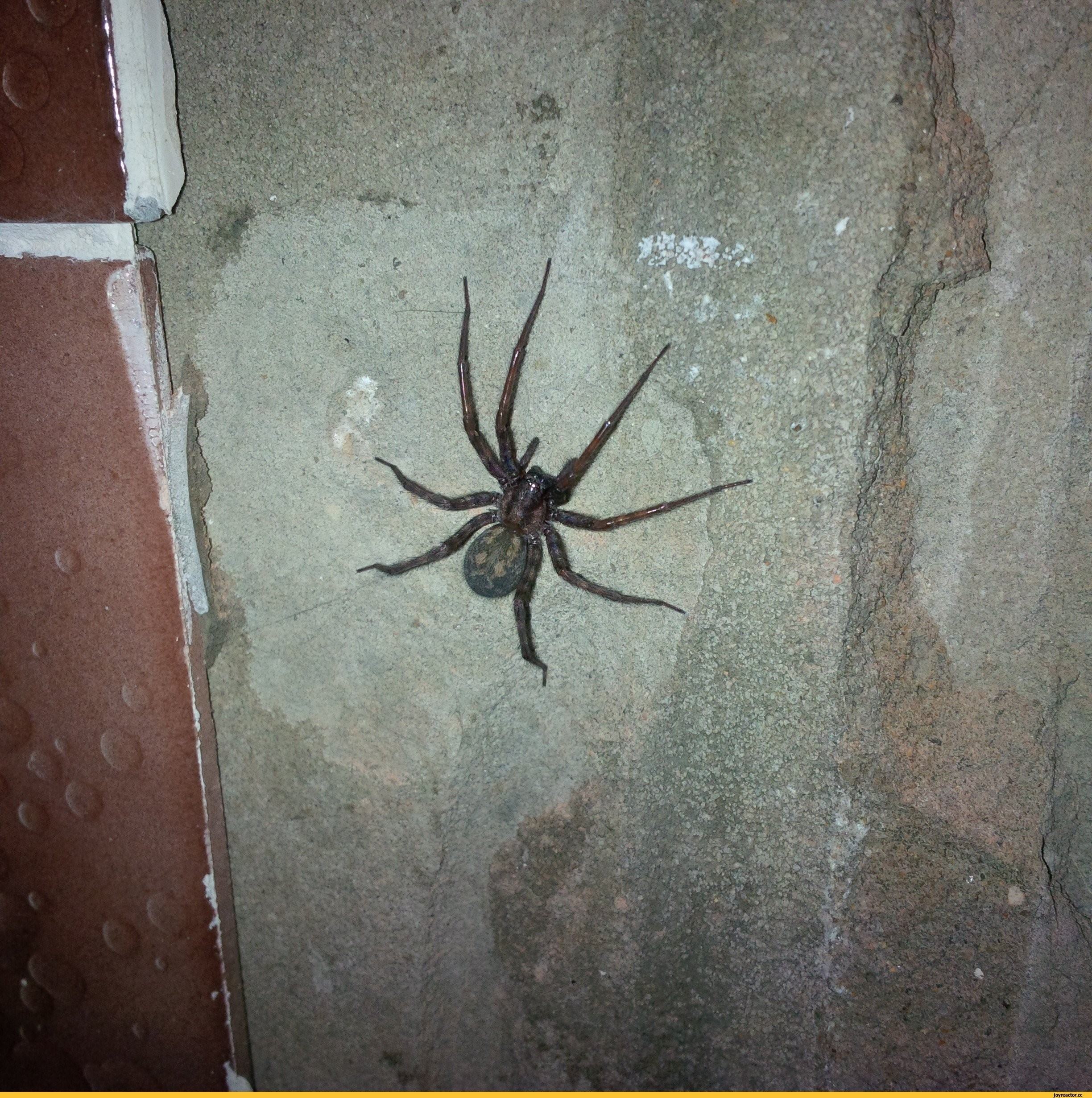 Большой домашний паук. Паук на стене. Большие пауки в доме. Маленький черный паук в доме. Большой паук на стене.