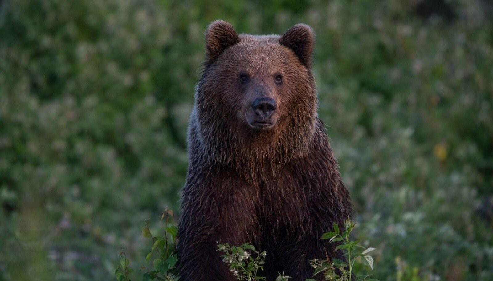 Погода медведов. Медведи в Эстонии. Бурый медведь в Эстонии. Лес Эстонии медведь.