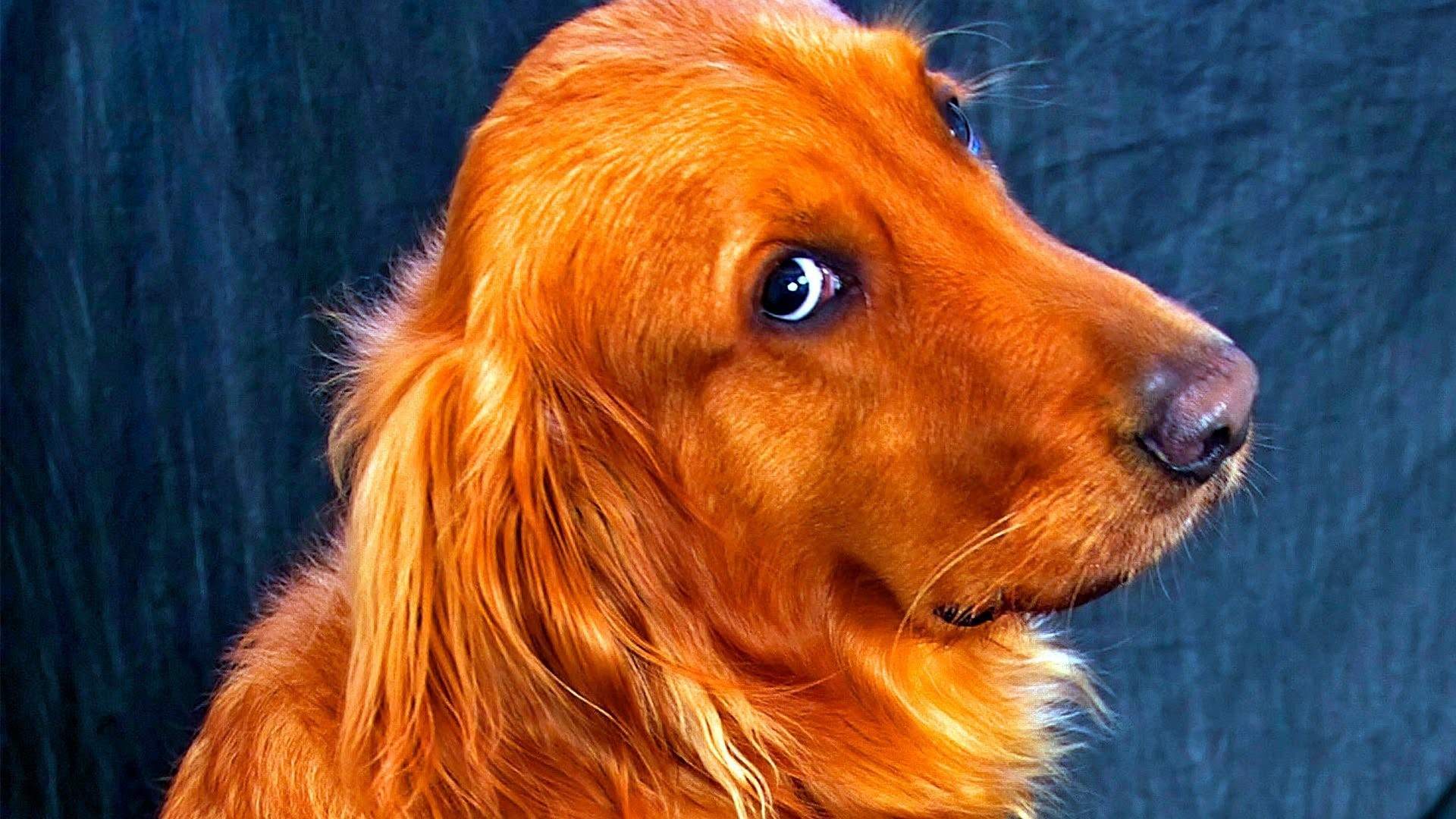 Породы рыжих собак