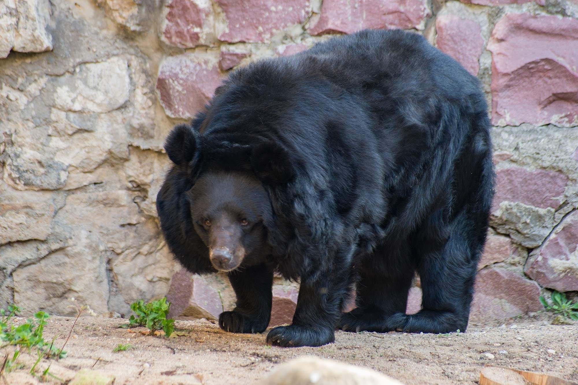 Гималайский медвежонок. Гималайский медведь. Гималайский медведь в Московском зоопарке. Белогрудый медведь. Белуджистанский белогрудый медведь.