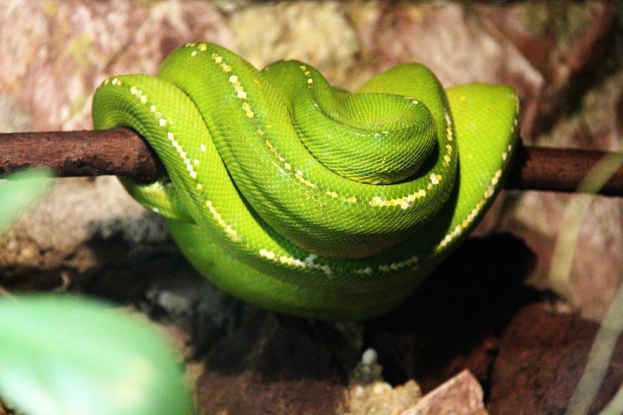 Зеленая гадюка. Растение змея. Рогатые змеи. Змеиное растение. Змея и цветок 2