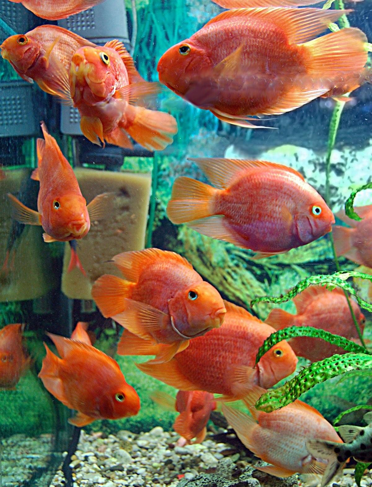 Продать аквариумных рыбок. Таиландский попугай рыбка. Карликовый попугай рыбка. Цихлиды попугаи аквариумные. Рифовый попугай аквариумная.