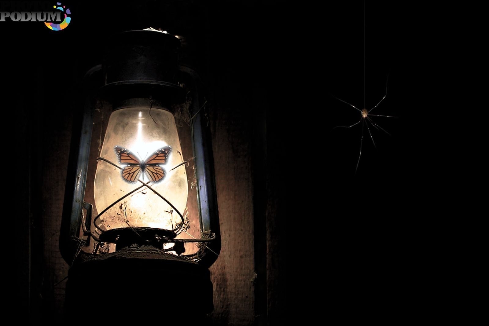 Полетим на свет. Мотылек и лампочка. Ночные мотыльки у лампы. Мотыльки у фонаря. Мотыльки вокруг лампы.