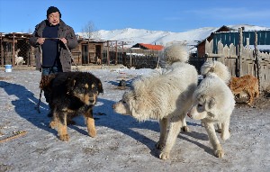 Тибетский волкодав