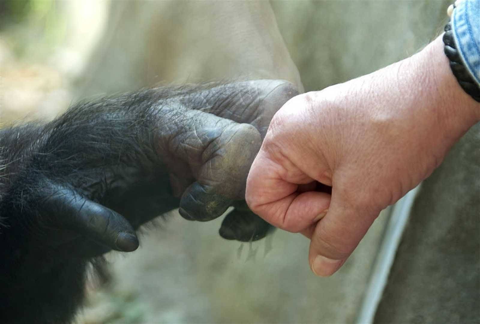 Шимпанзе конечности