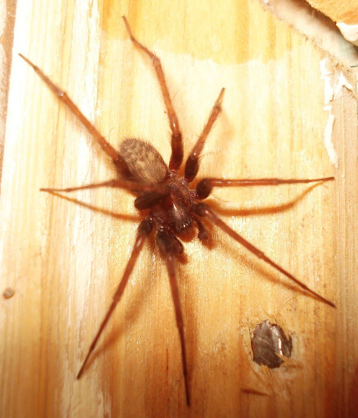 черный домовой паук фото