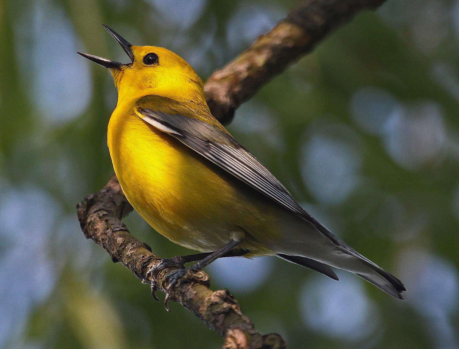 Птичка с желтой грудкой как называется фото и название