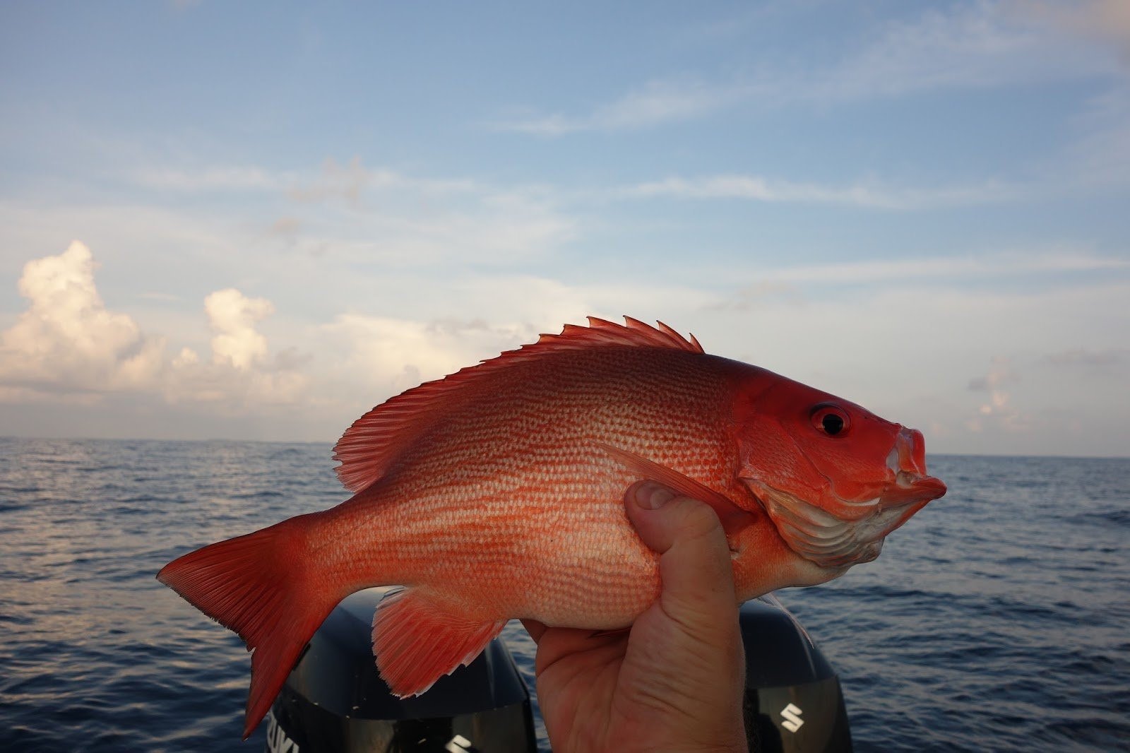 Морской окунь фото рыбы с головой живой