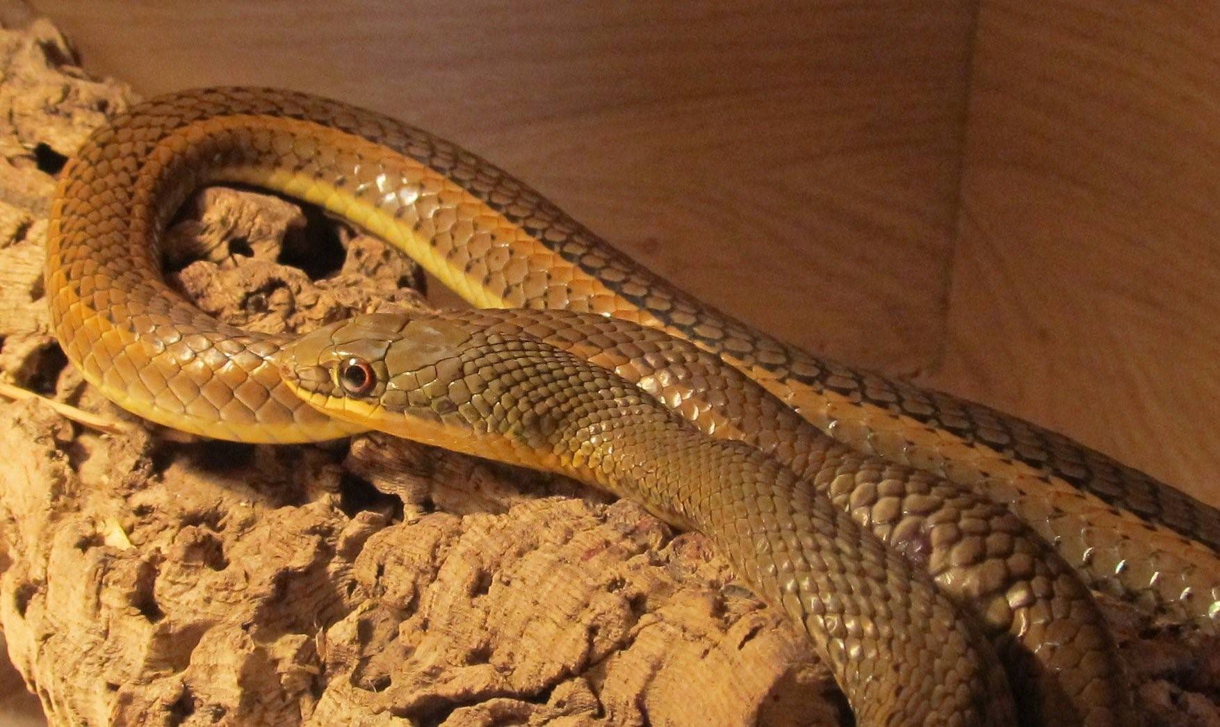 змея полоз в краснодарском крае фото