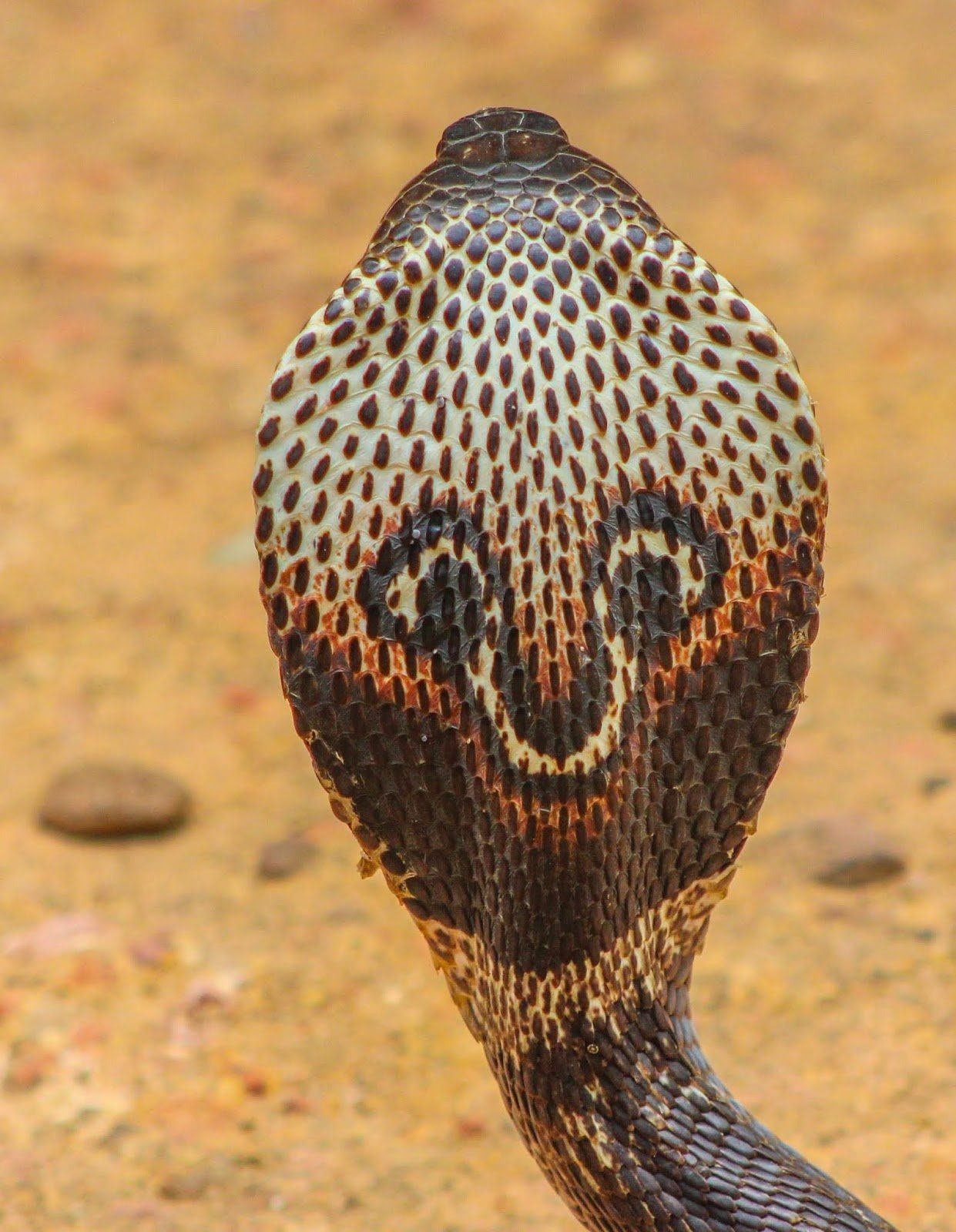 Очковая кобра фото