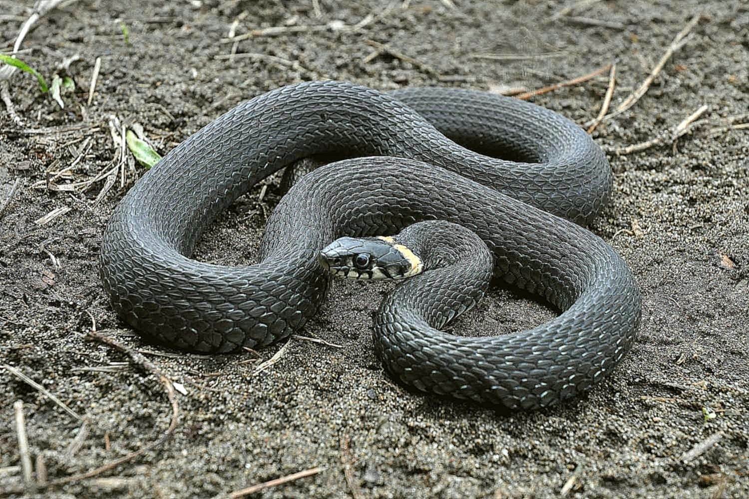 Какие змеи водятся в курганской области фото с названиями и описанием