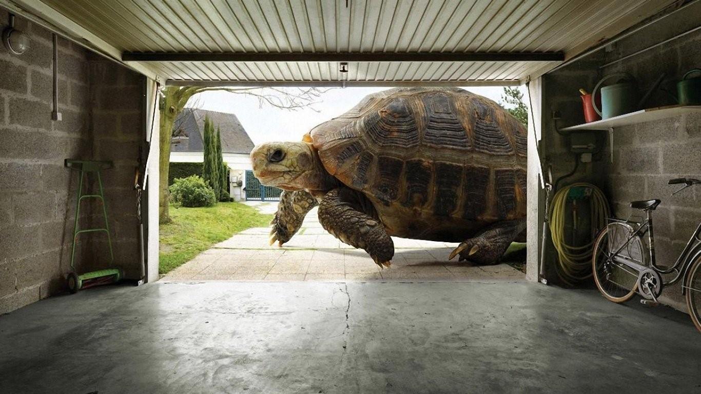 Самая большая черепаха в мире фото 529 лет