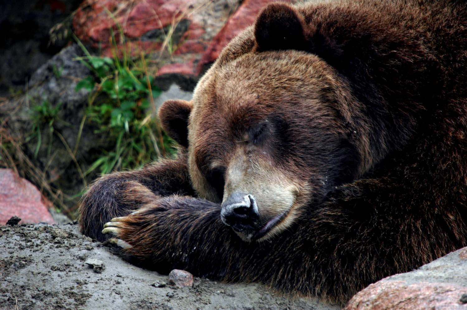 Спящий Медведь