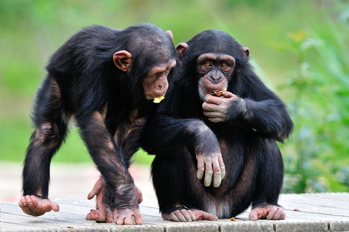 Шимпанзе играть. Взрослый шимпанзе. Карликовый шимпанзе. Мартышка взрослая. Шимпанзе во весь рост.