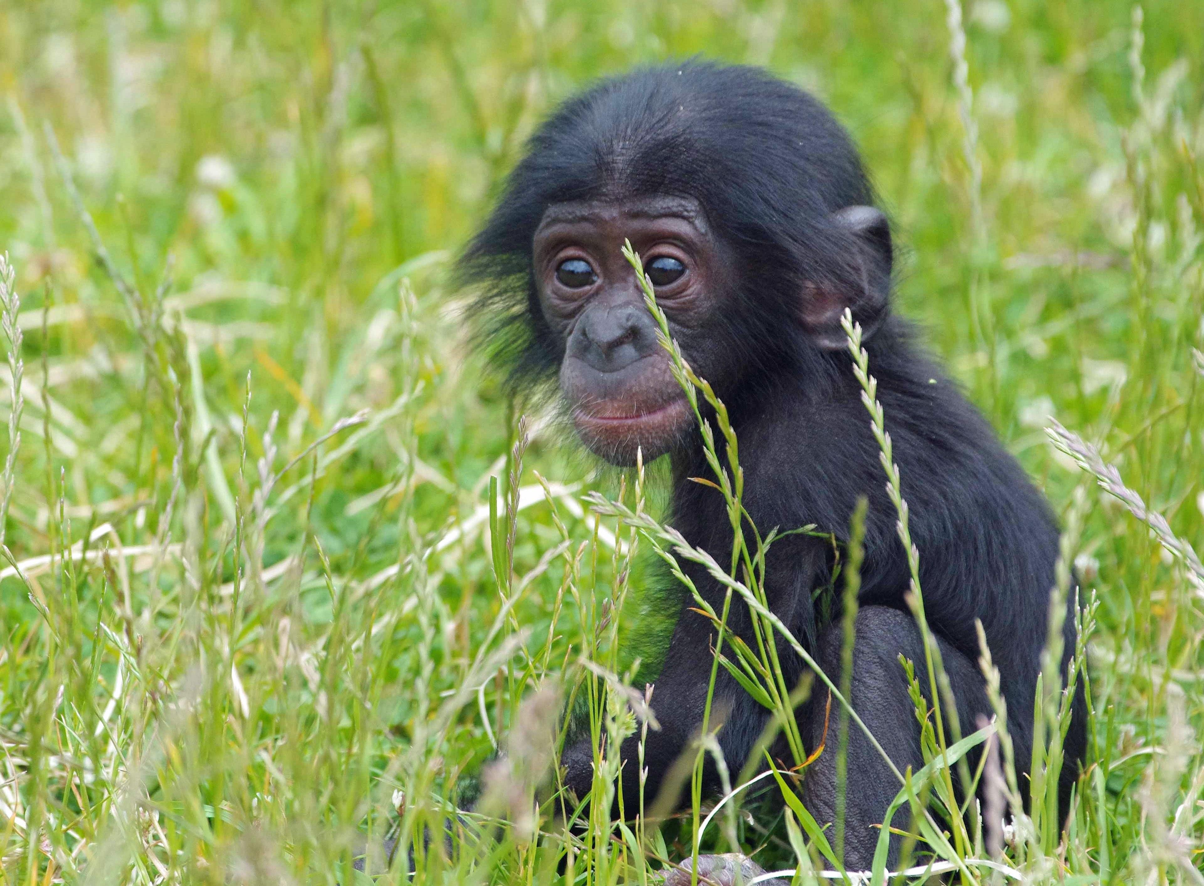 Карликовый шимпанзе 6. Шимпанзе бонобо. Шимпанзе обыкновенный и бонобо. Кунац меймун. Бонобо коммуникация.