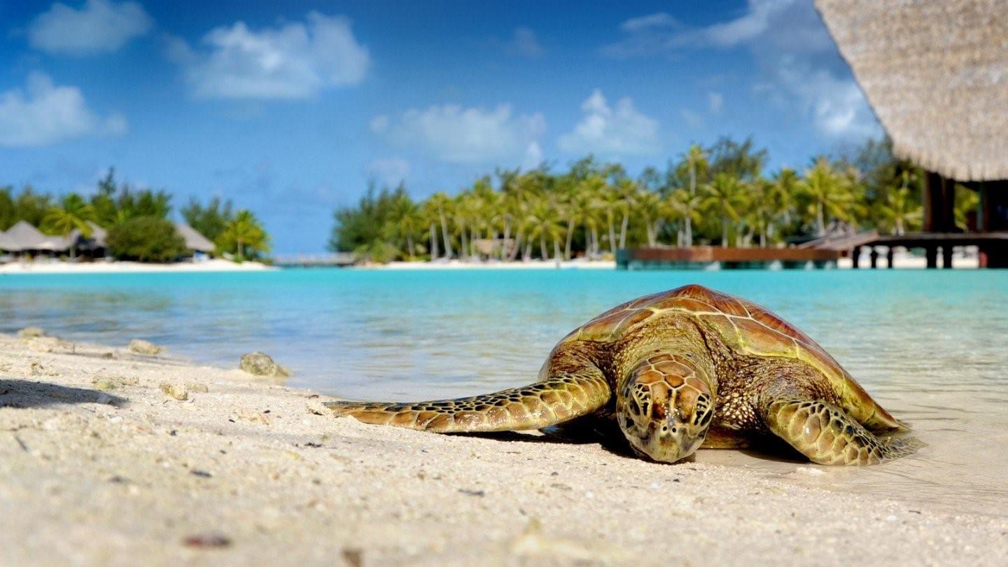 Унаватуна пляж с черепахами. Занзибар Черепаший остров. Черепаха сейшельская Занзибар. Морская черепаха Сейшелы. Черепаший остров Сейшелы.
