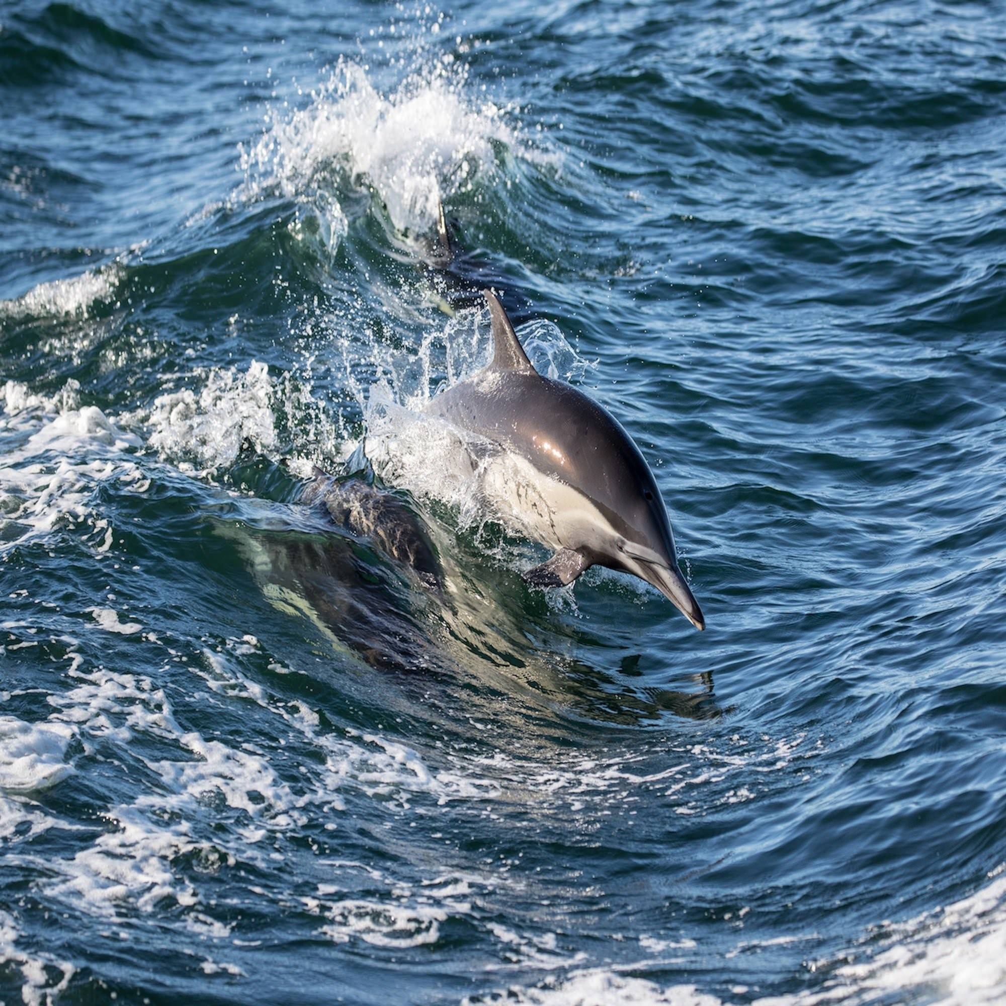 Дельфины живут в море. Морские млекопитающие Дельфин. Черноморская Афалина. Полосатый Дельфин. Дельфины в Баренцевом море.