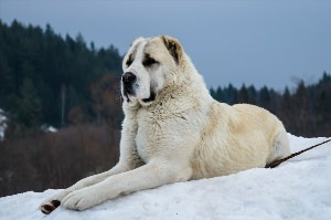 Алабай чистокровный