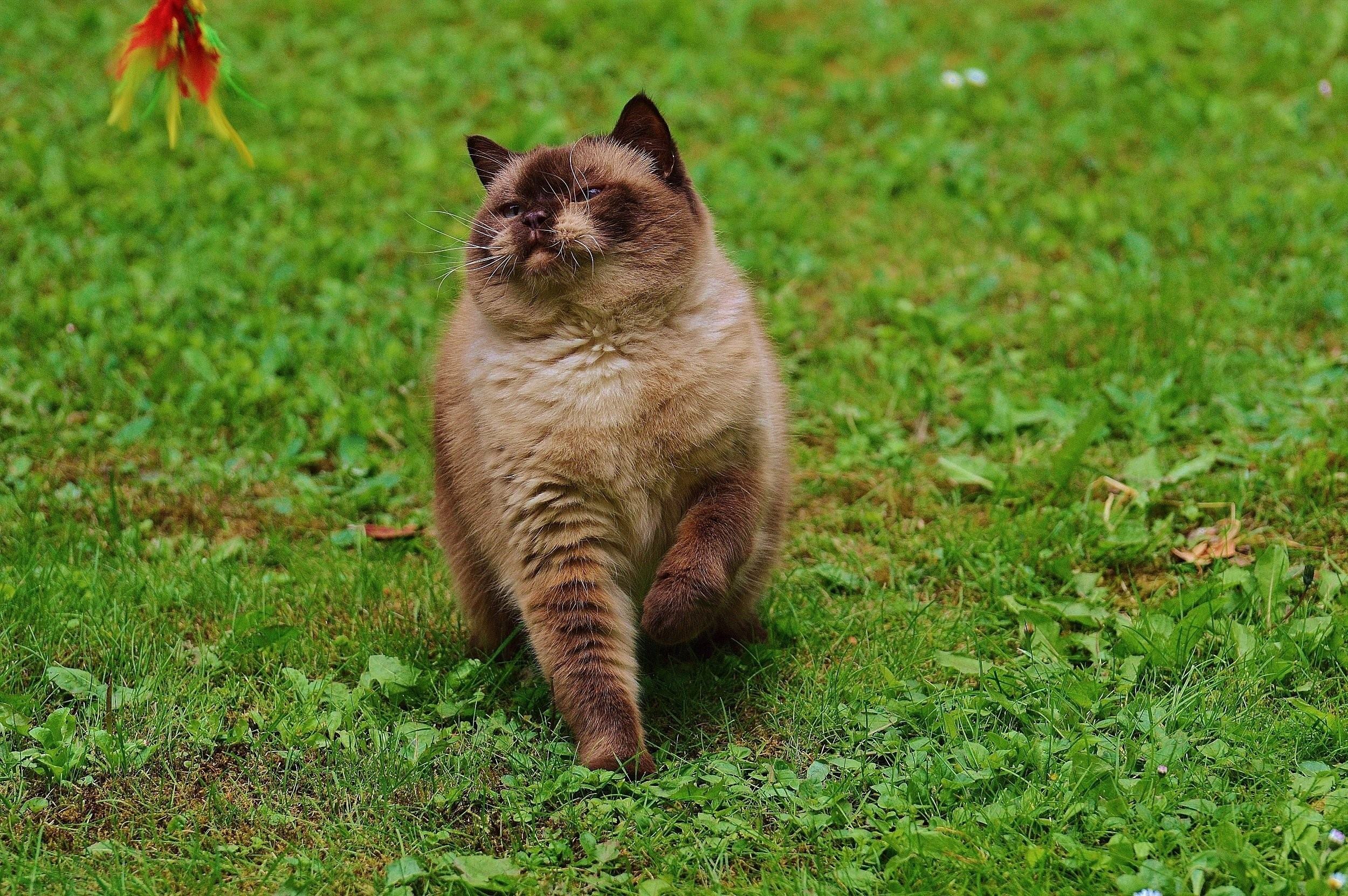 Красивые киски толстых. Толстый кот. Пухлый кот.
