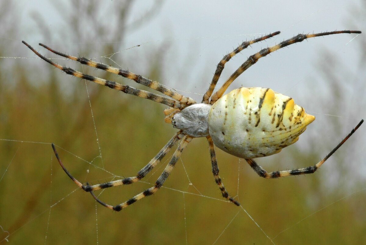 Ядовитые пауки в волгоградской области фото