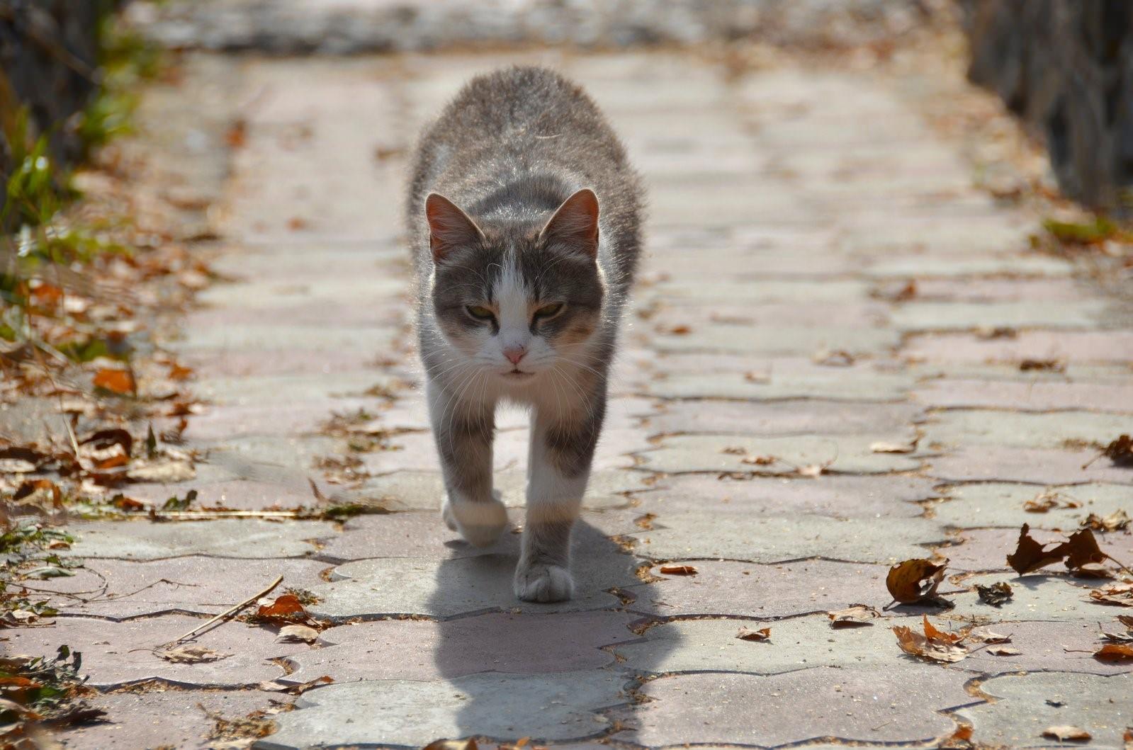 Коты идущие по улице. Кошка идет. Кот гуляет. Кошка идет по тропинке. Кот идет по дороге.