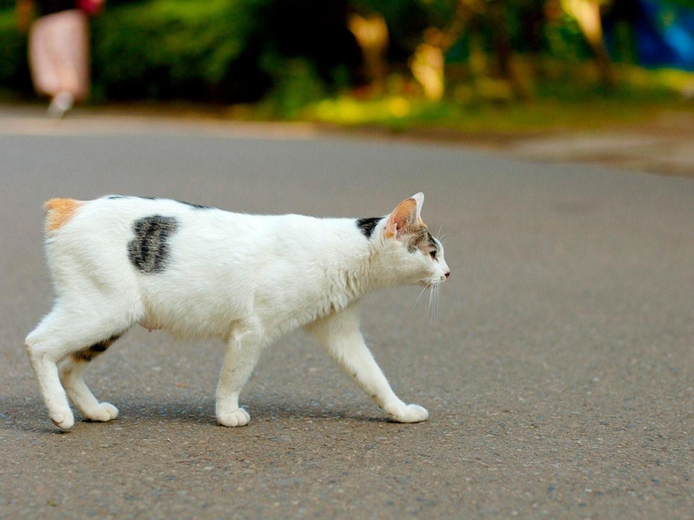 Кот идет. Кошка ходит. Кошка с опущенным хвостом. Коты ходят боком.