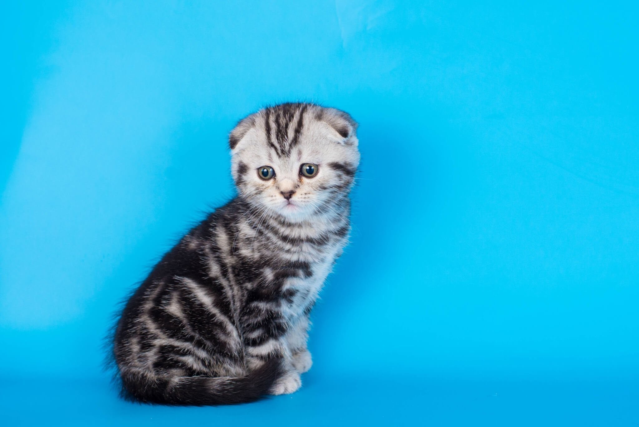 Шотландская вислоухая кот фото полосатый окрас