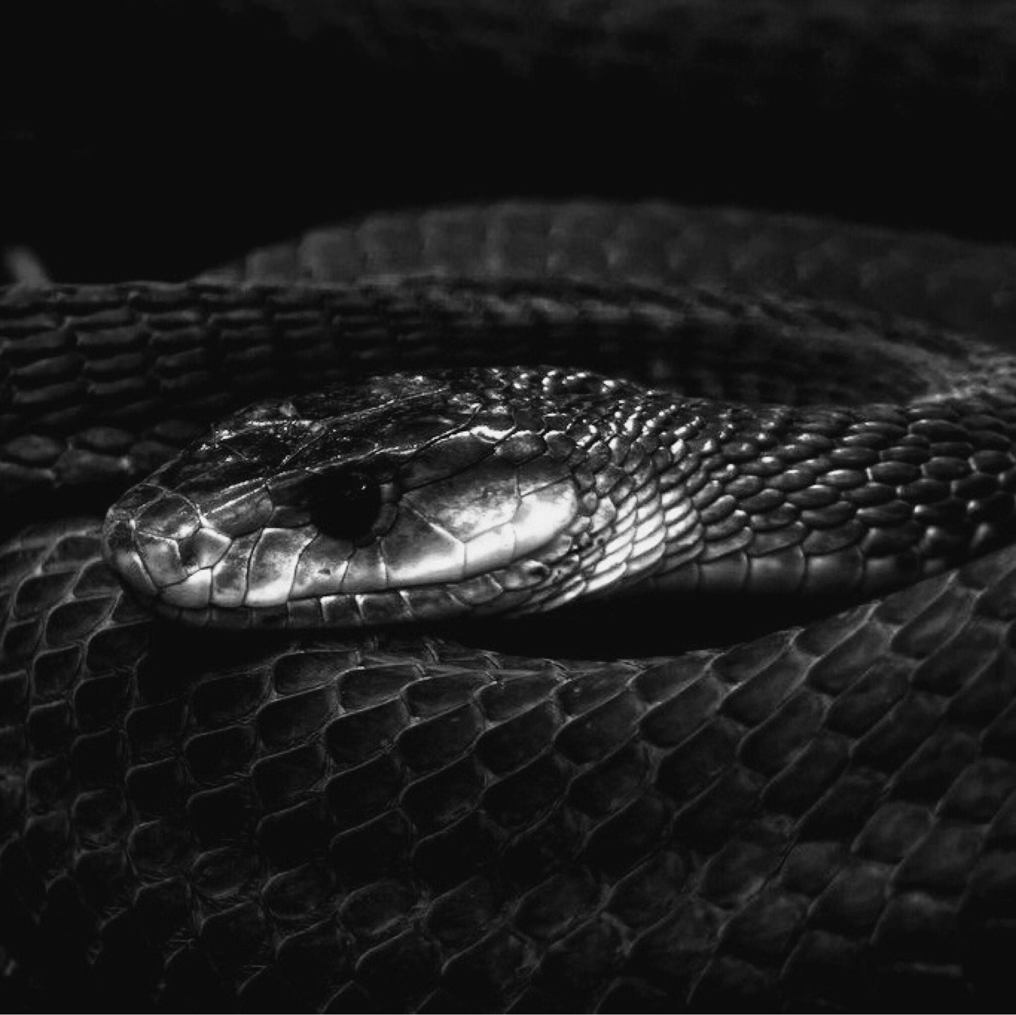 Черный Тайпан змея