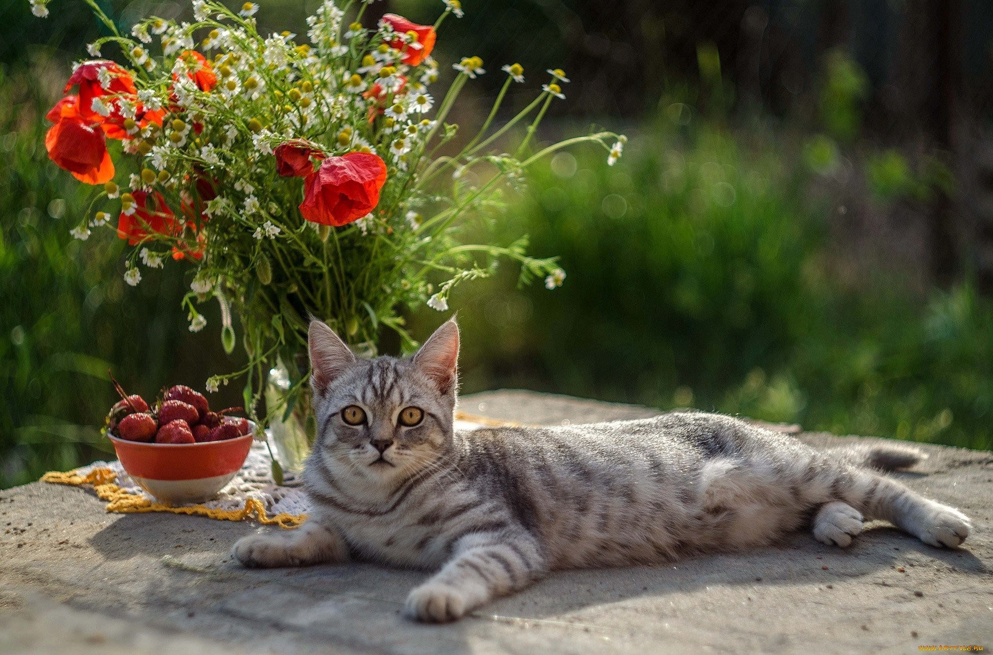 Котики в саду фото