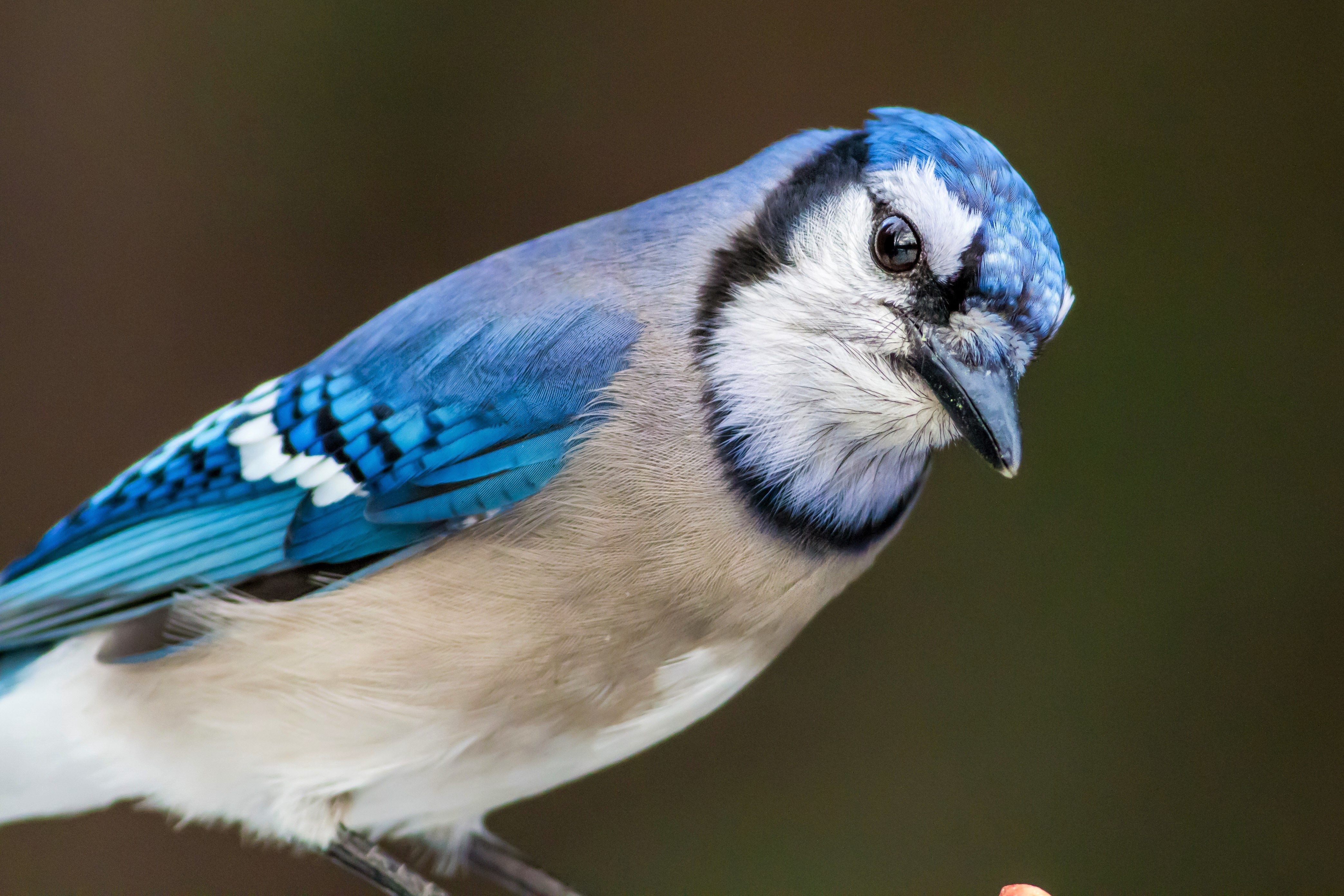 Птица с синими крыльями фото и название
