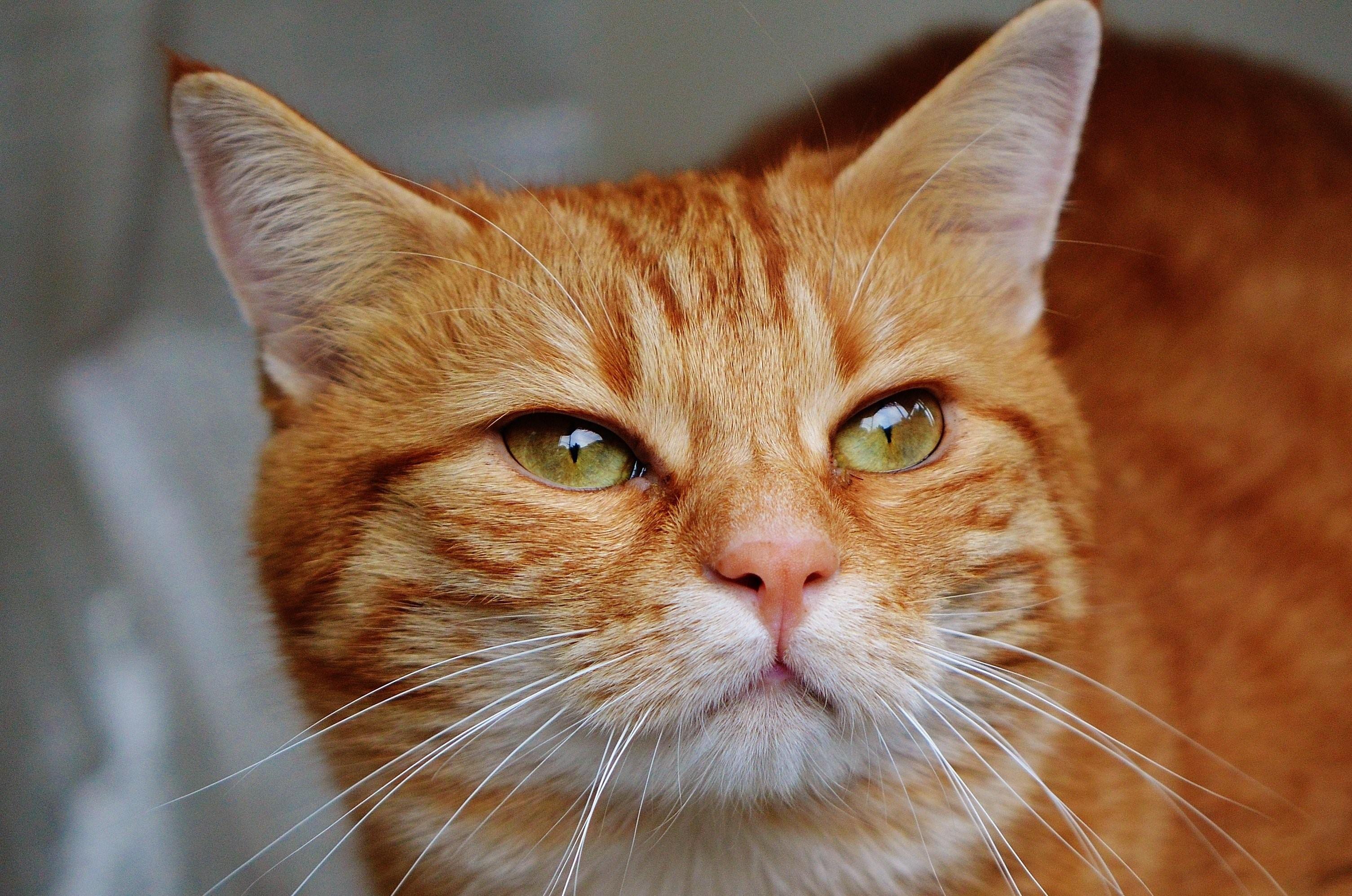 Породы кошек с рыжими глазами. Европейская короткошерстная кошка рыжая. Европейский короткошерстный кот рыжий. Европейская короткошерстная табби рыжий. Сибирская кошка рыжая короткошерстная.