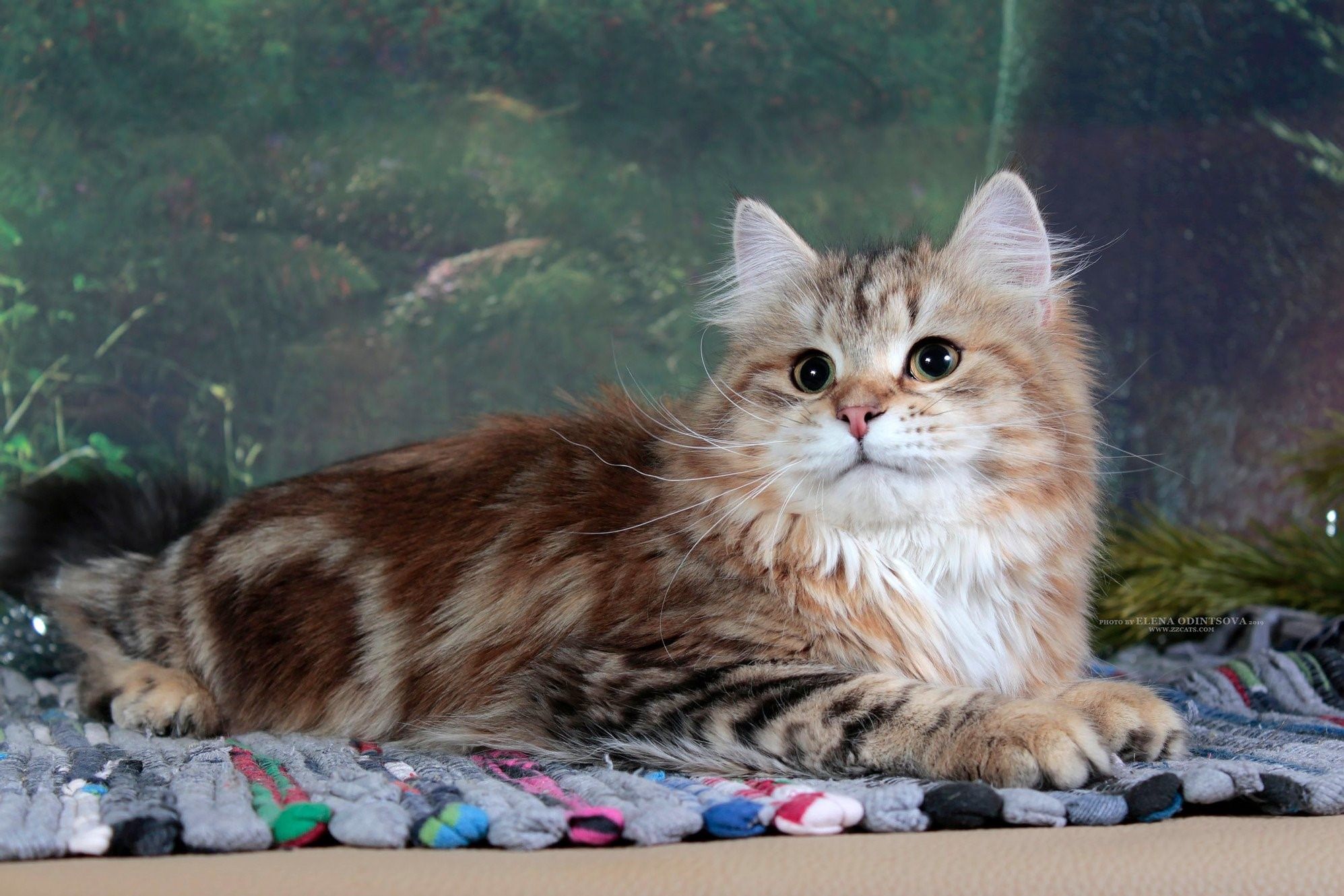 Сибирский мраморный кот. Сибирский кот табби мраморный. Сибирская кошка окрас табби. Сибирский кот золотой мраморный.