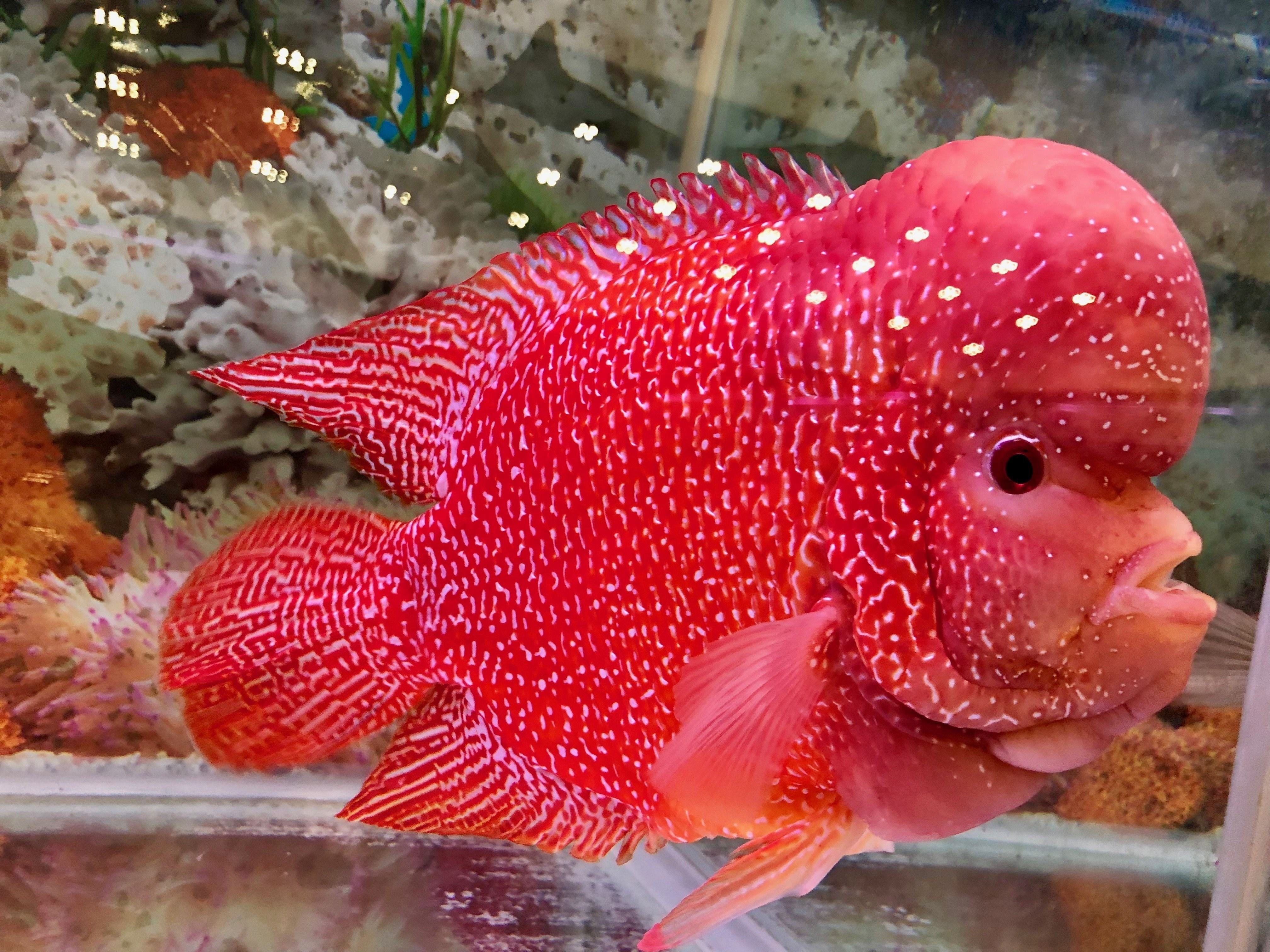 Красный нитепер рыба