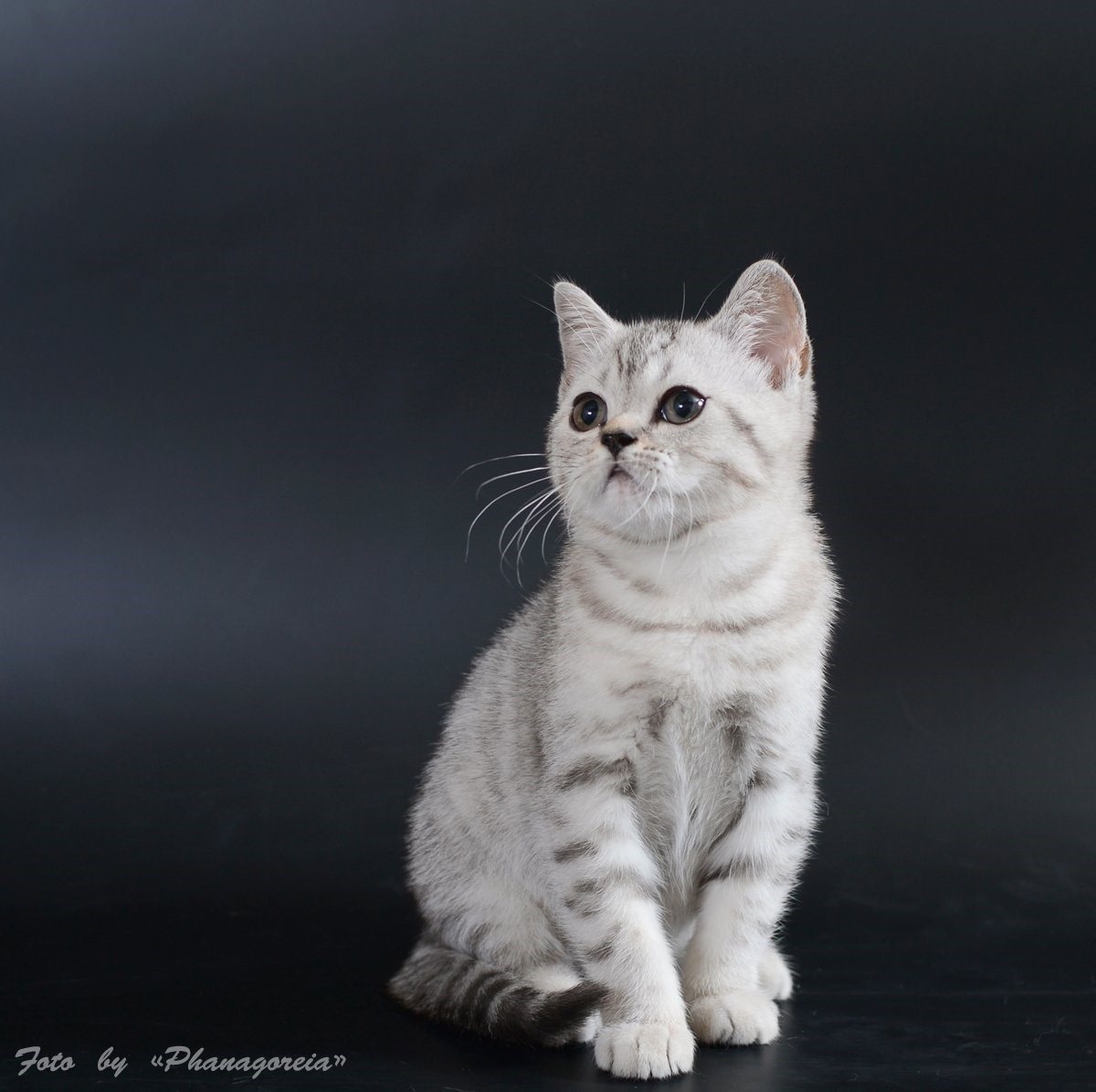 кошки шотландской породы прямоухие фото характер