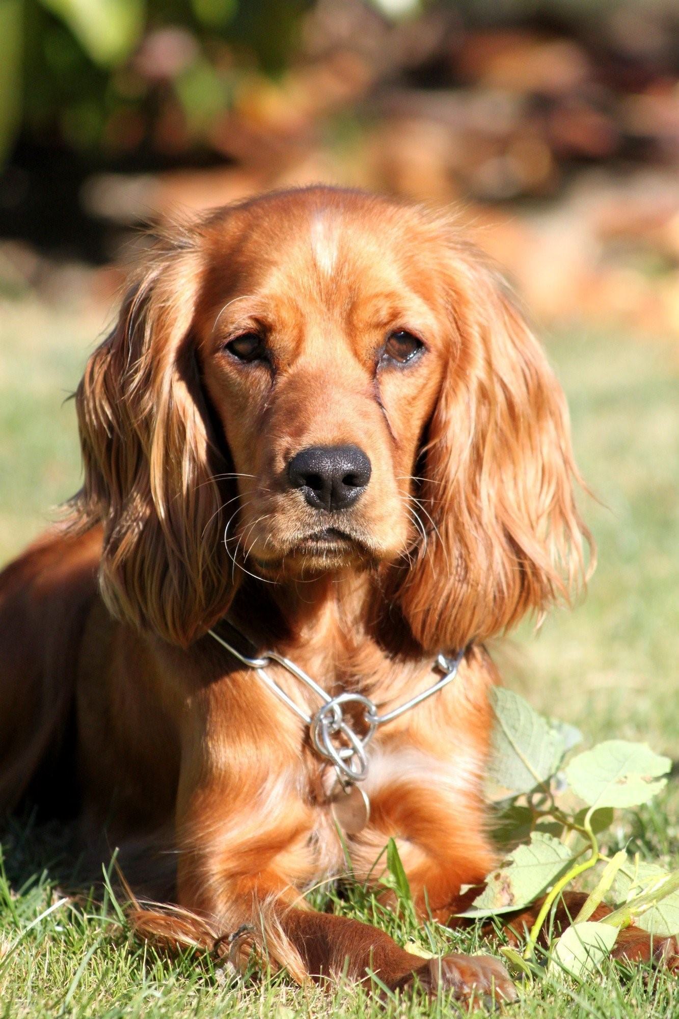 Порода собак с висячими ушами название и фото