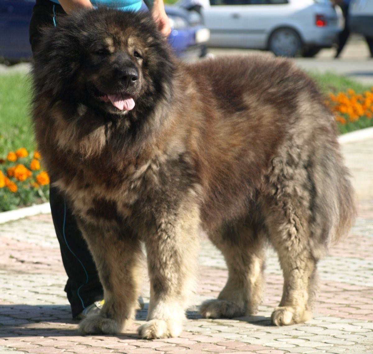 Северо кавказская собака порода собак фото