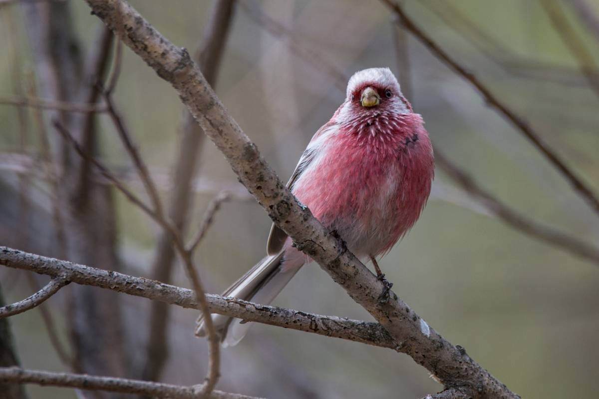 Серо розовая птица