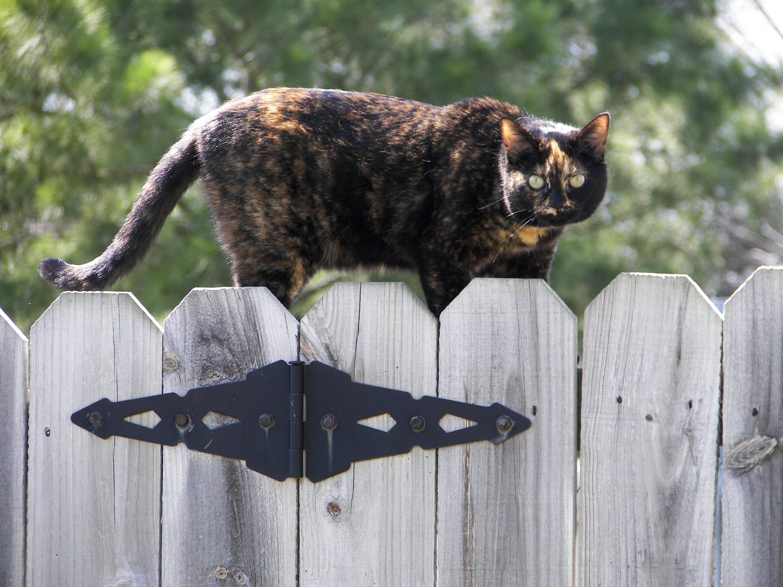 Включи железный кот. Кот на заборе. Котик на заборе. Кошачий забор. Кошечка на заборе.