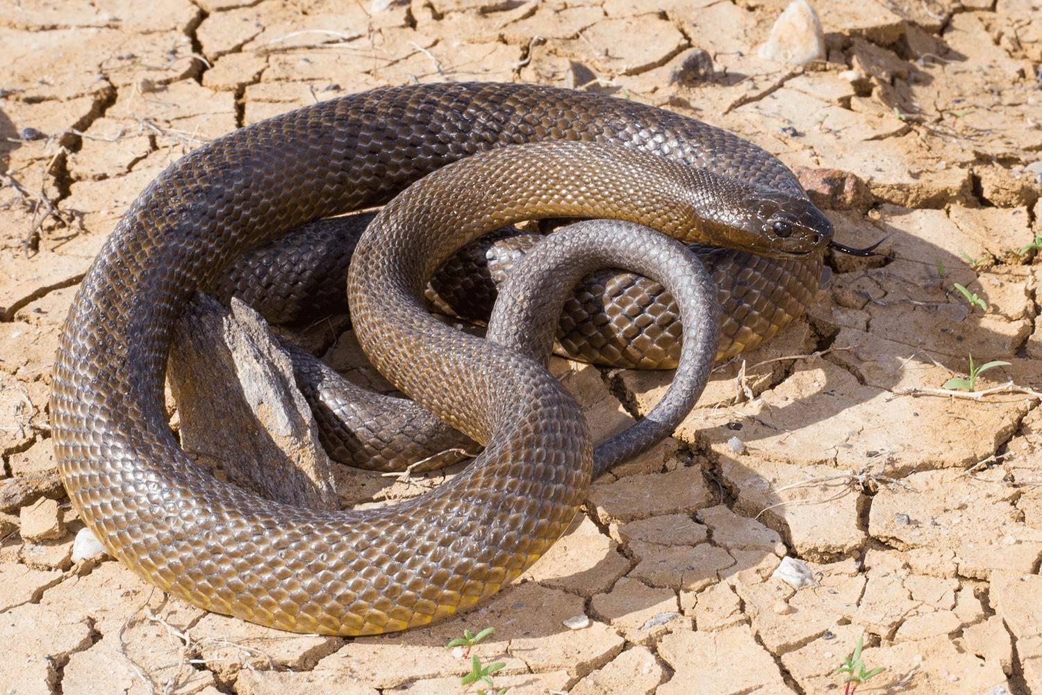 Тайпана 2. Тайпан Маккоя змея. Змея Прибрежный Тайпан. Австралийский Прибрежный Тайпан. Тайпан (Oxyuranus scutellatus).