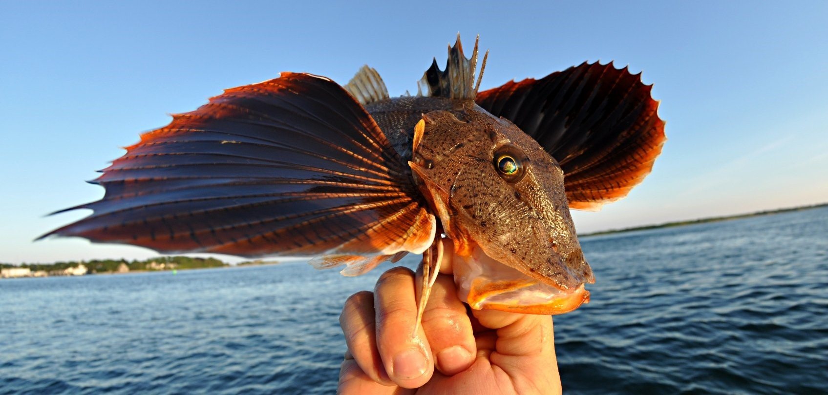 морская рыба дракон фото