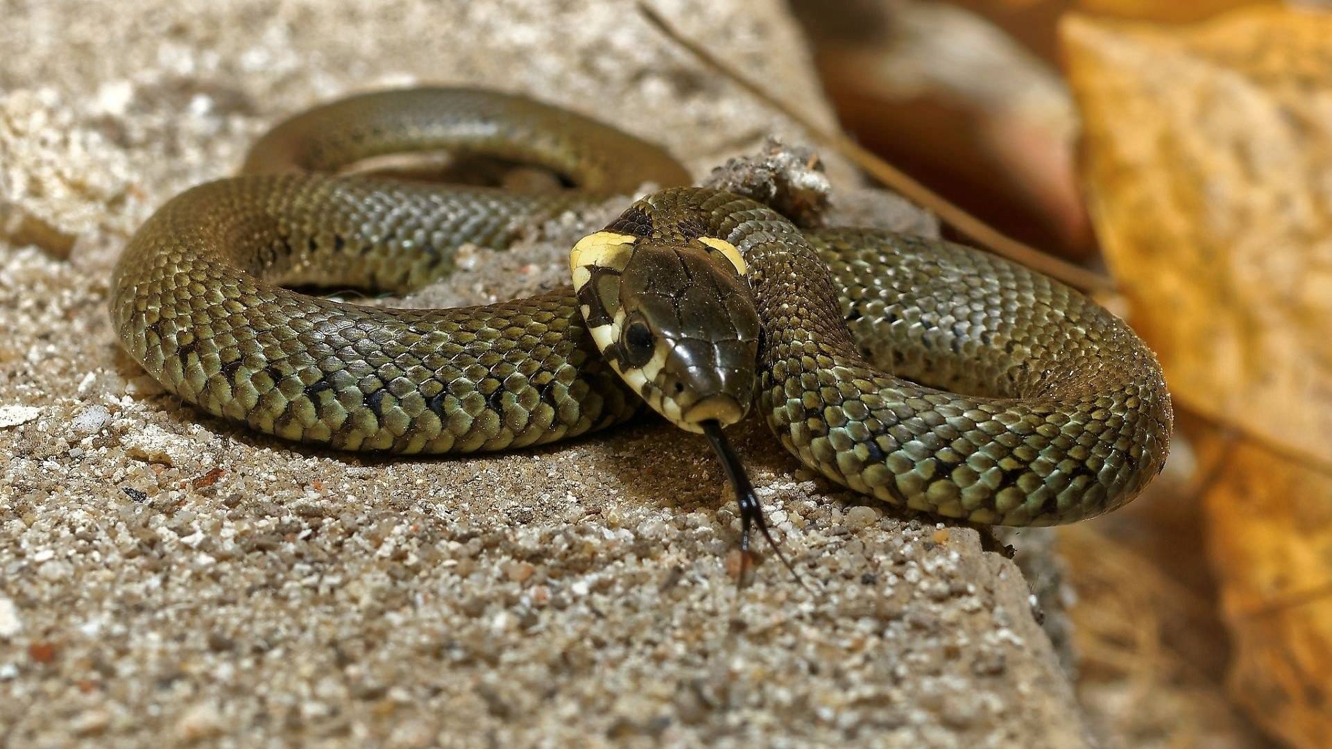 Змеи ивановской области виды фото и описание